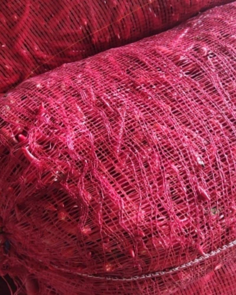 大量供应天宇，精品辣椒