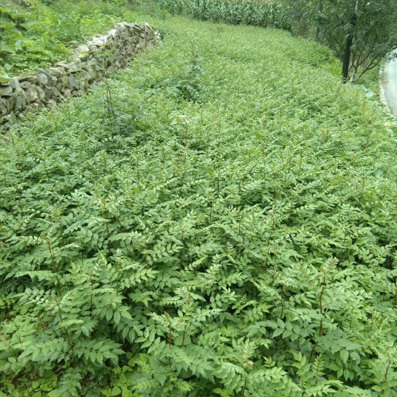 出售无刺大红袍，花椒树苗，粒大色鲜，味麻
