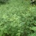 出售无刺大红袍，花椒树苗，粒大色鲜，味麻