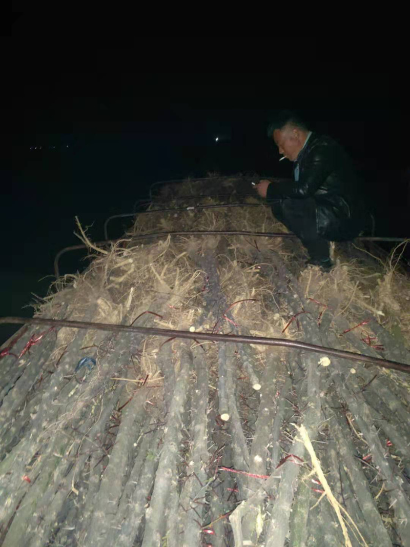 皂刺苗/皂角树苗/皂角种苗价格/皂角刺树苗批发