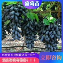 苗圃直销蓝宝石巨峰葡萄苗盆栽地栽苗品种纯正包存活量大从优