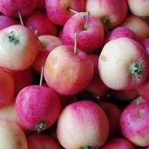 花红小苹果沙果海棠果产地直供专业合作社提供代收