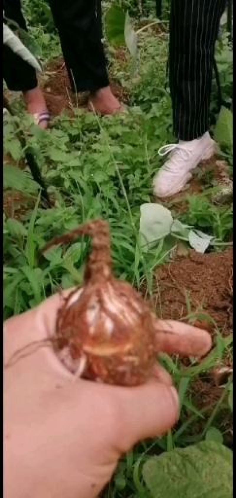 贵州芋头，质量好，品质有保证