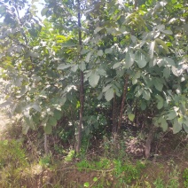 山西运城核桃苗嫁接核桃苗核桃苗批发占地核桃树