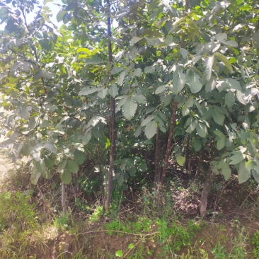 山西运城核桃苗嫁接核桃苗核桃苗批发占地核桃树