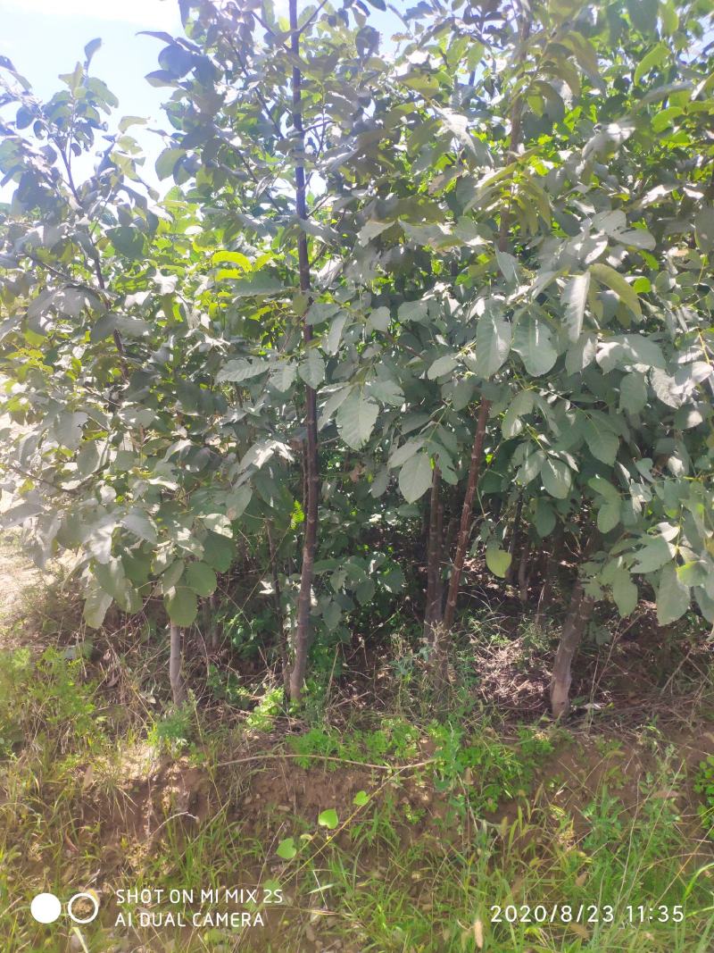 山西运城核桃苗嫁接核桃苗核桃苗批发占地核桃树