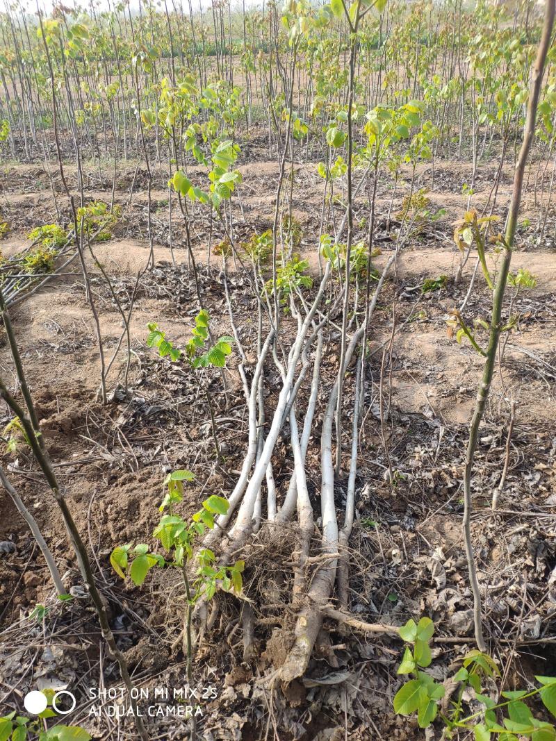 山西运城核桃苗嫁接核桃苗核桃苗批发占地核桃树