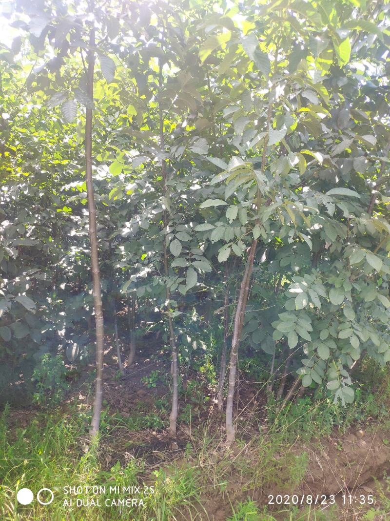 山西运城核桃苗嫁接核桃苗核桃苗批发占地核桃树