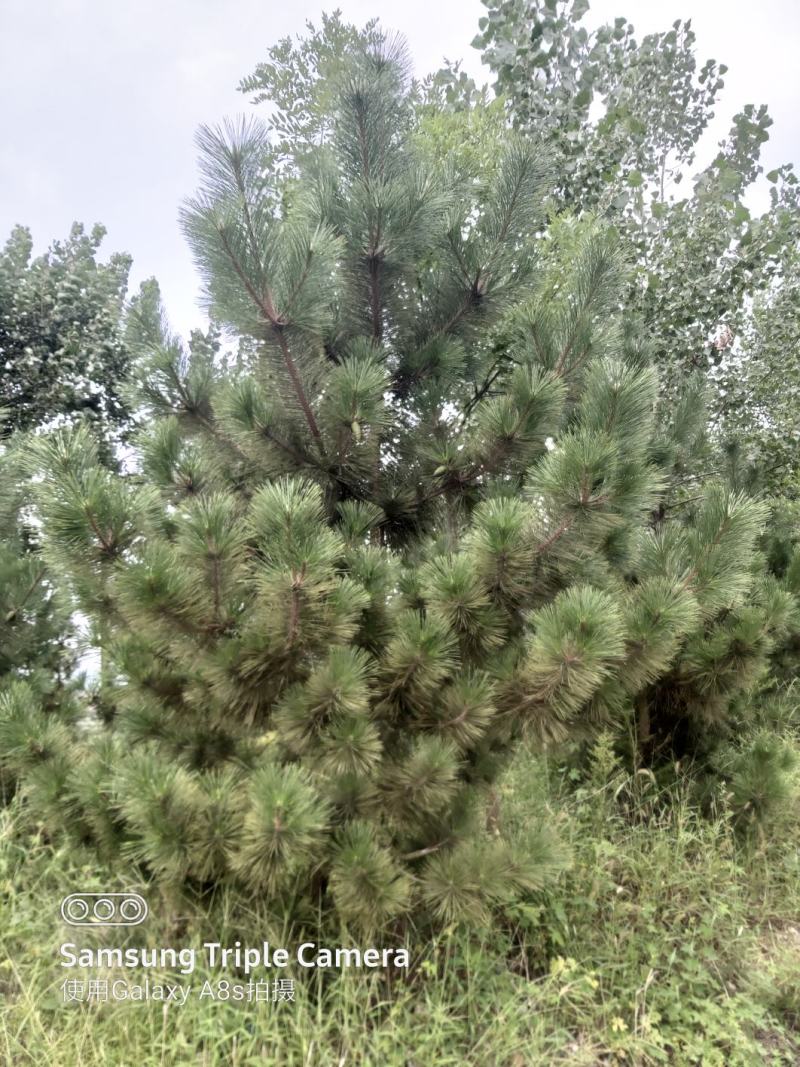 黑松，两米到三米的黑松量大