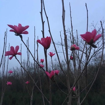 娇红玉兰花艳花早包纯度