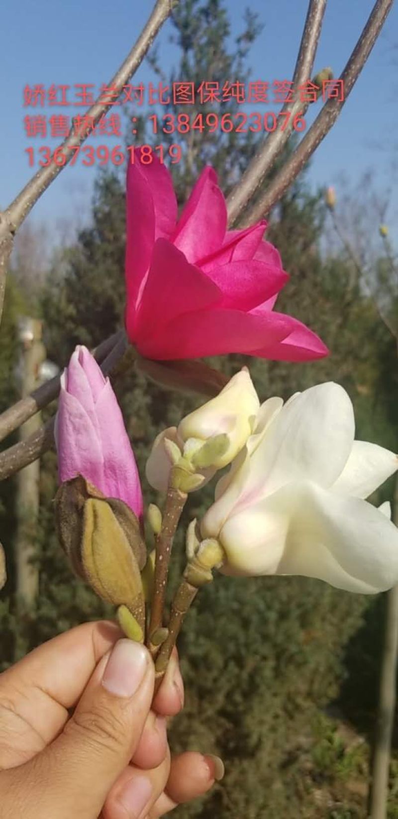 娇红玉兰花艳花早包纯度