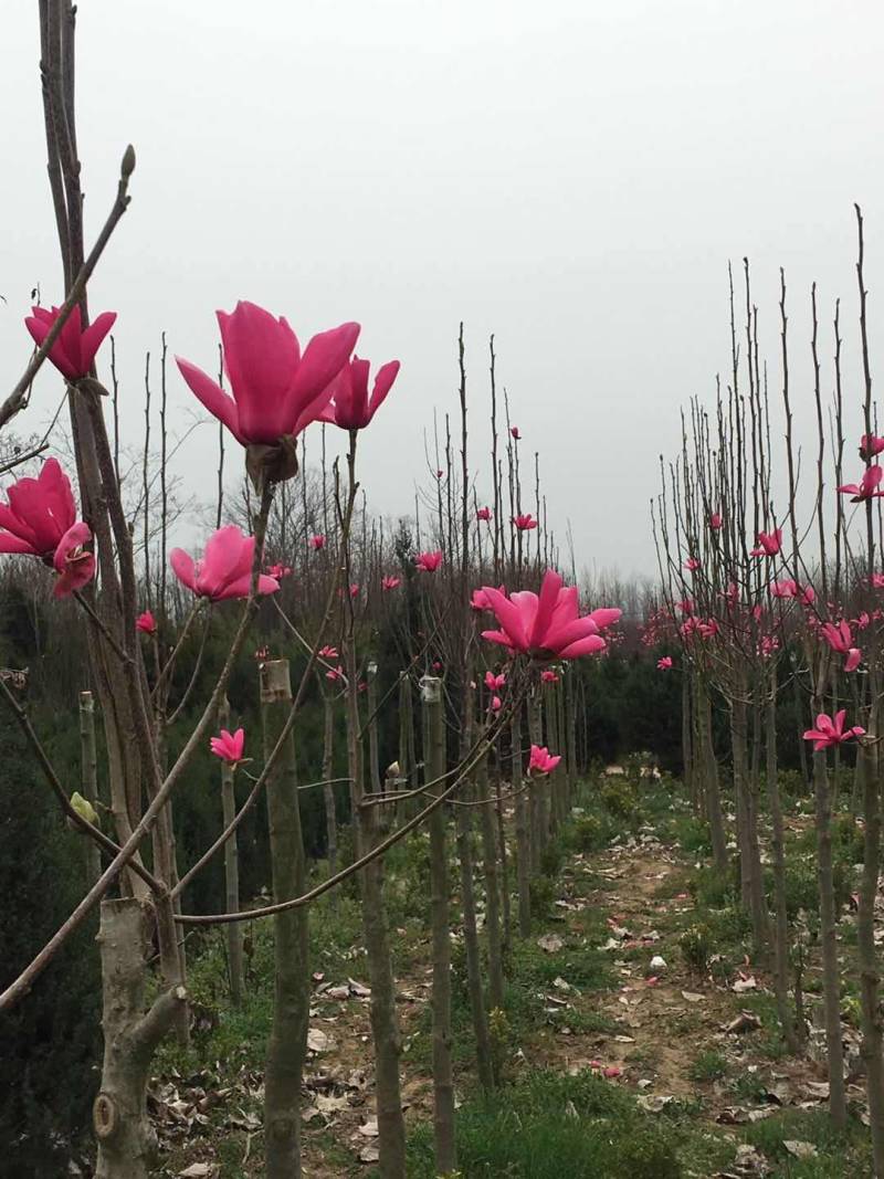 娇红玉兰花艳花早包纯度