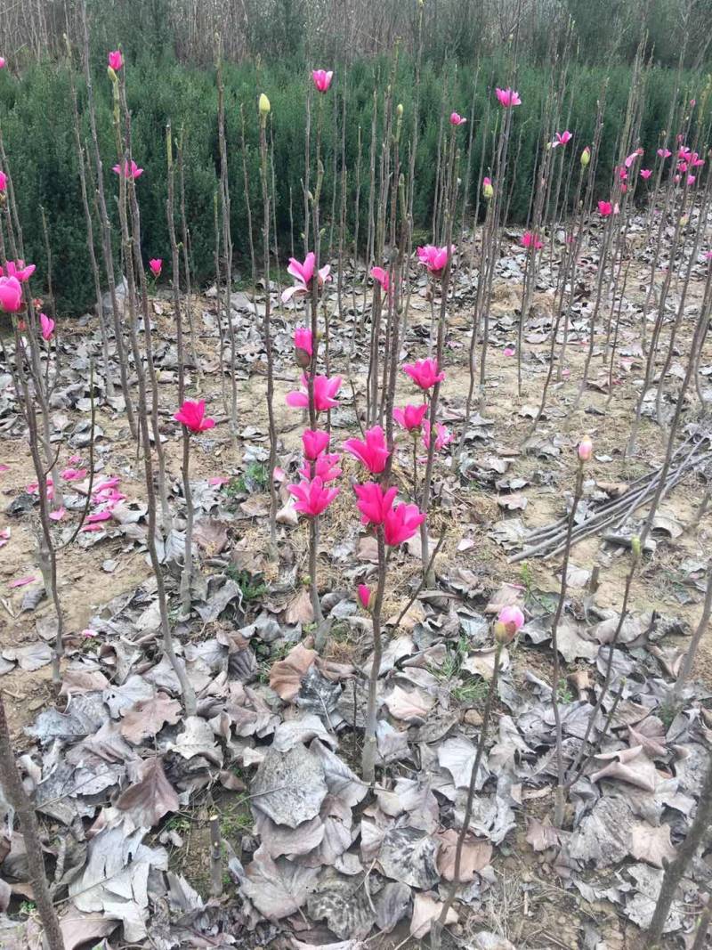 娇红玉兰花艳花早包纯度