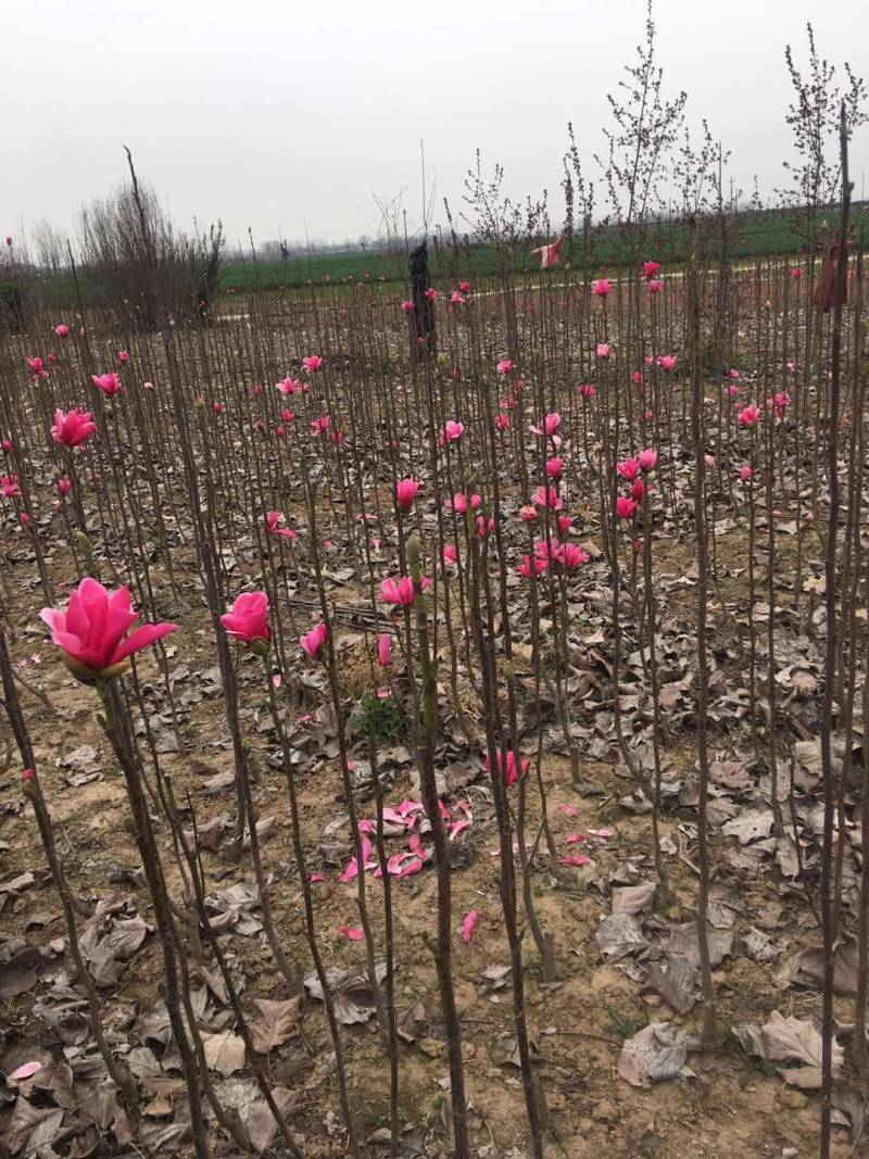 娇红玉兰花艳花早包纯度