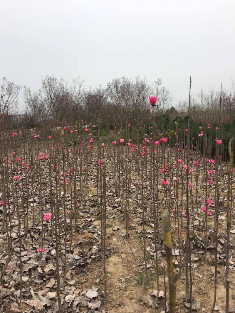 娇红玉兰花艳花早包纯度