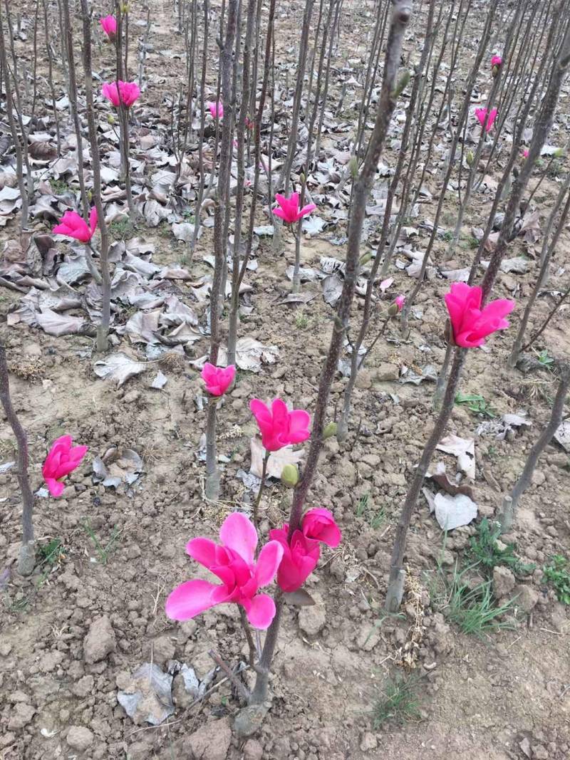 娇红玉兰花艳花早包纯度