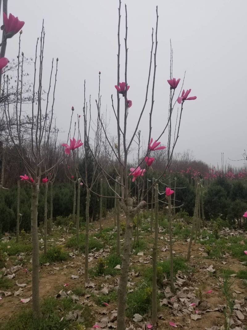 娇红玉兰花艳花早包纯度