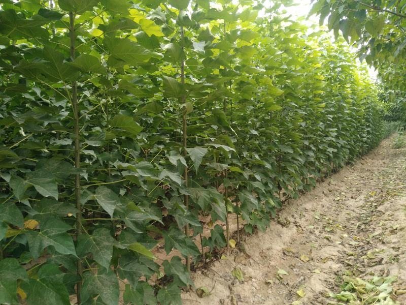 河南楸树基地农户直销现场选苗成活率保证规格齐全价格便宜