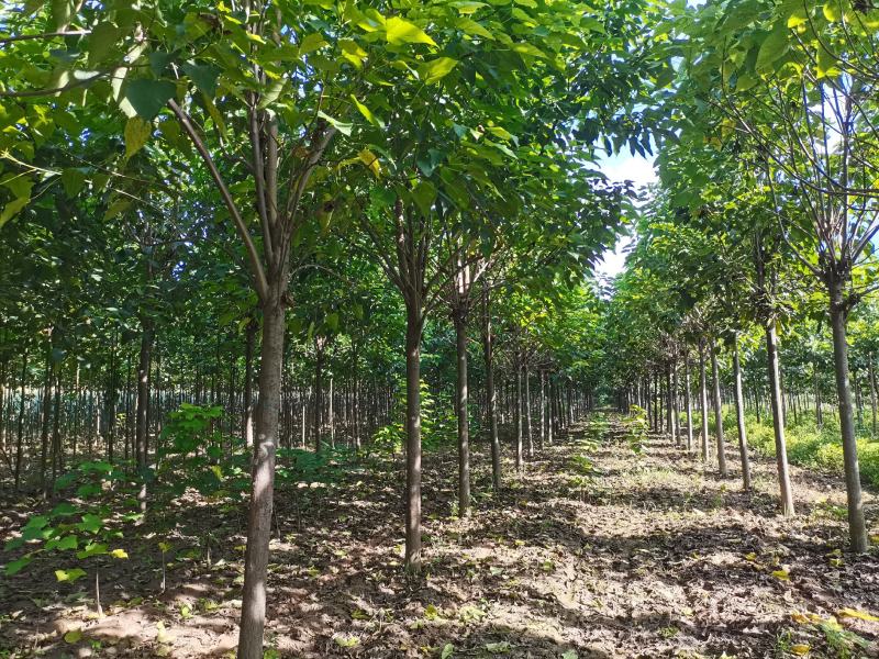 河南楸树基地农户直销现场选苗成活率保证规格齐全价格便宜