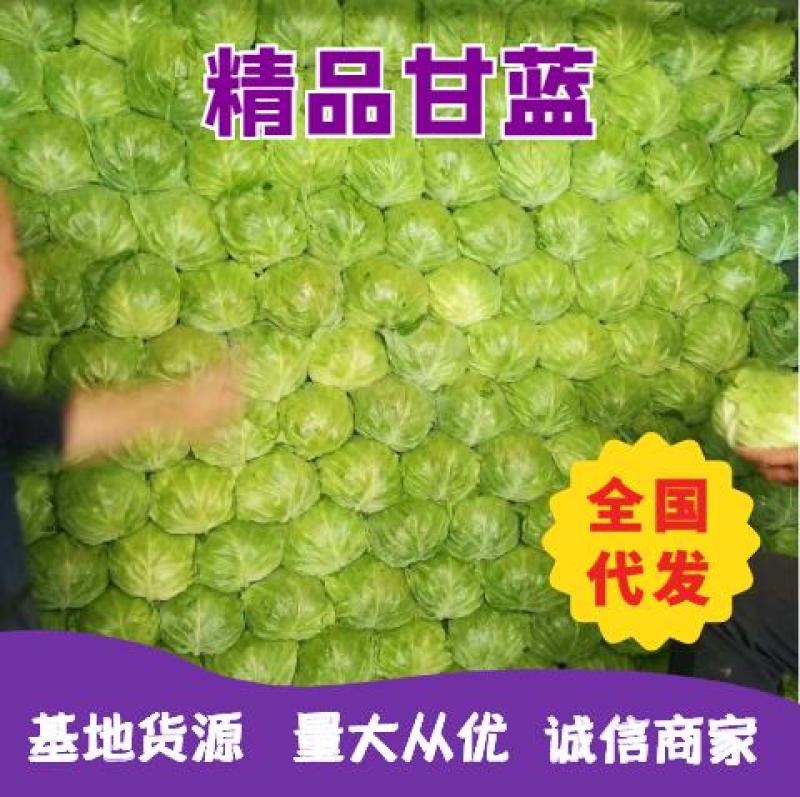 张家口精品甘蓝，1－3斤，基地直供，保质保量。一手货源！