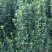 北海道黄杨冠大枝密耐寒四季常青绿篱笆墙