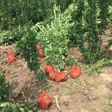 北海道黄杨冠大枝密耐寒四季常青绿篱笆墙