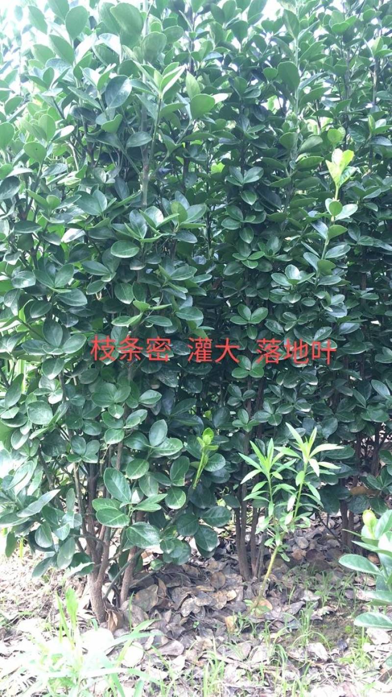 北海道黄杨冠大枝密耐寒四季常青绿篱笆墙
