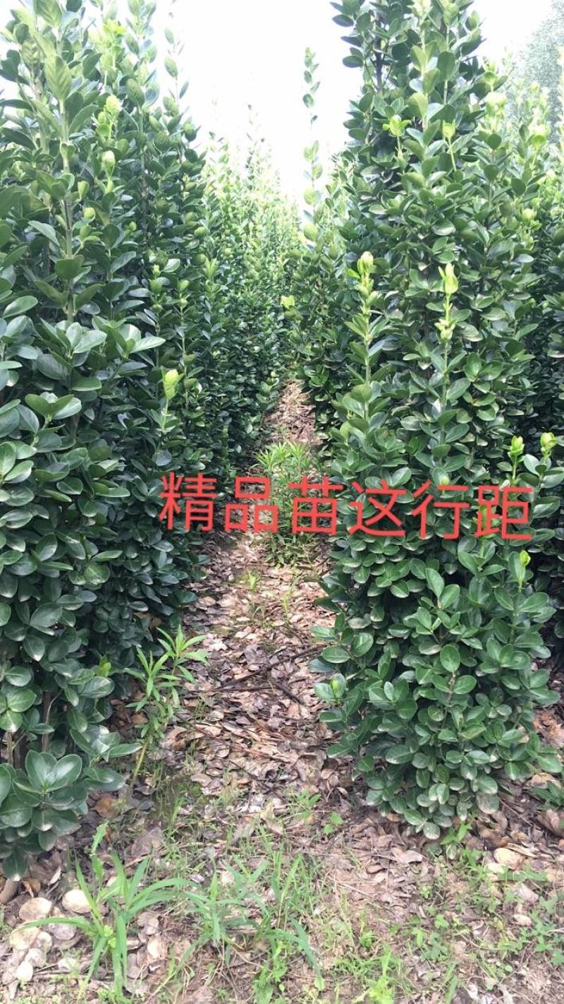 北海道黄杨冠大枝密耐寒四季常青绿篱笆墙