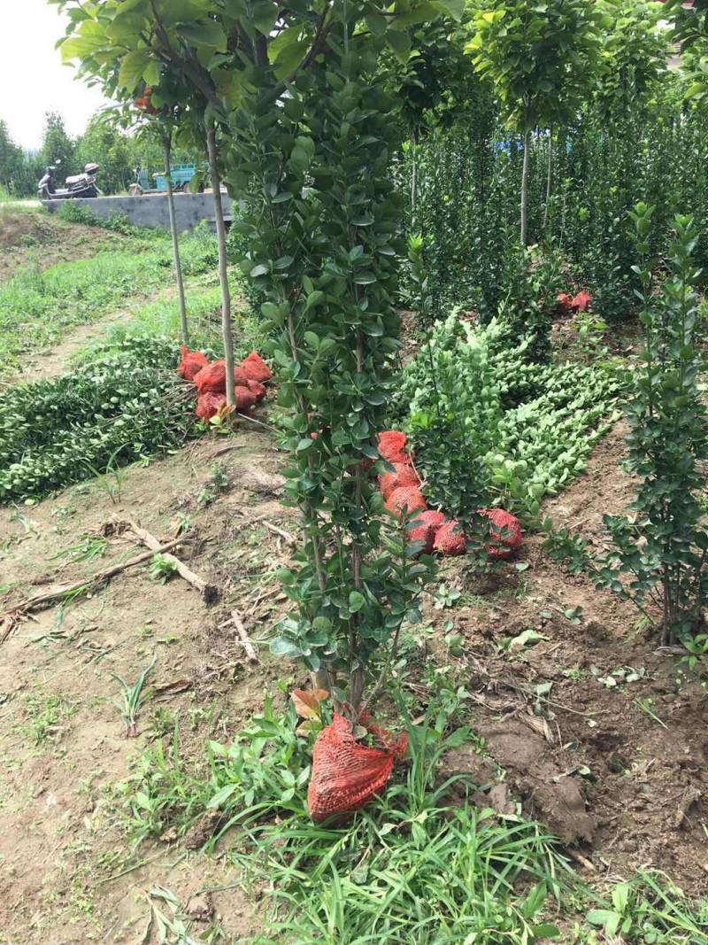 北海道黄杨冠大枝密耐寒四季常青绿篱笆墙