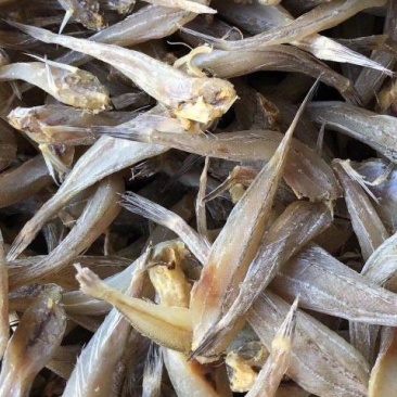现货《沙丁鱼》，拿货13.5一斤
