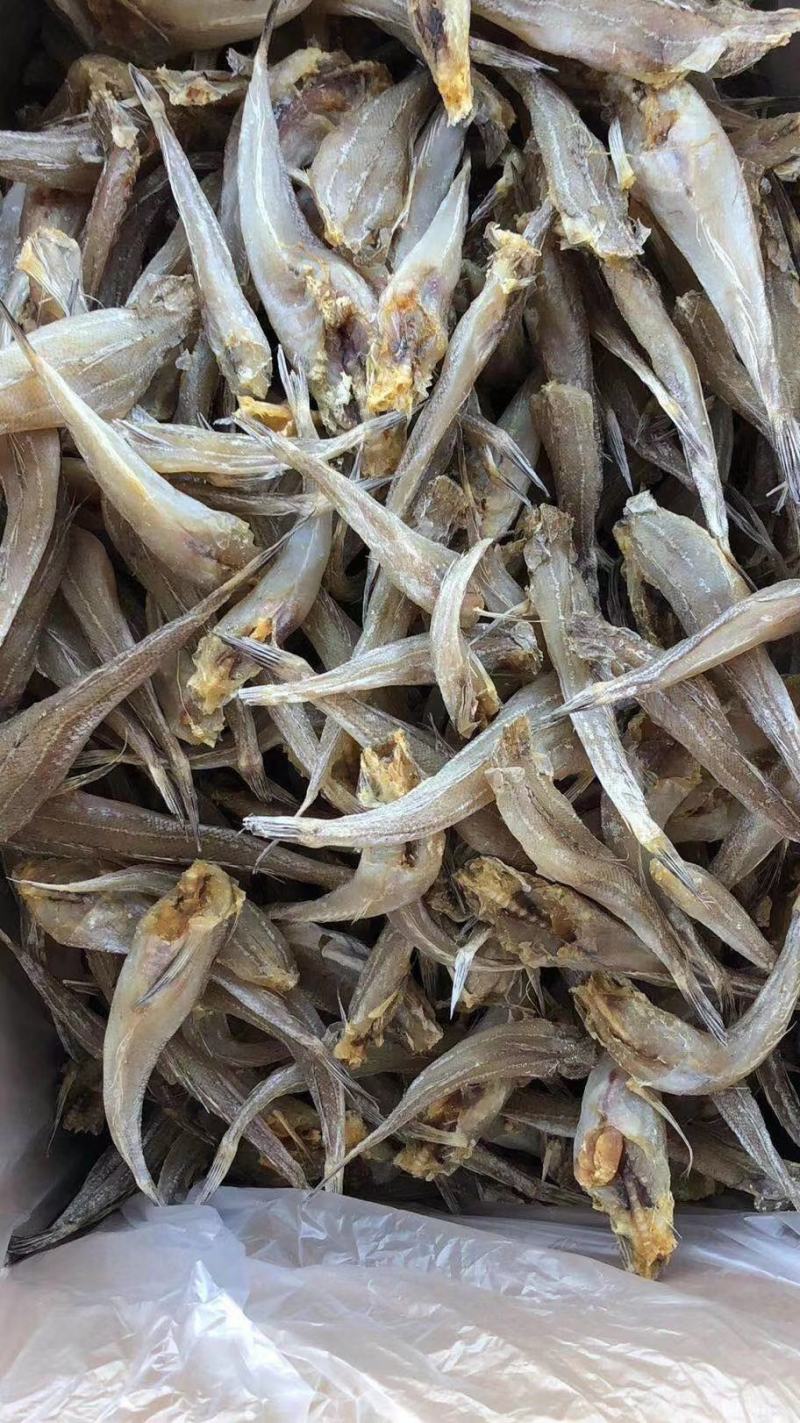 现货《沙丁鱼》，拿货13.5一斤