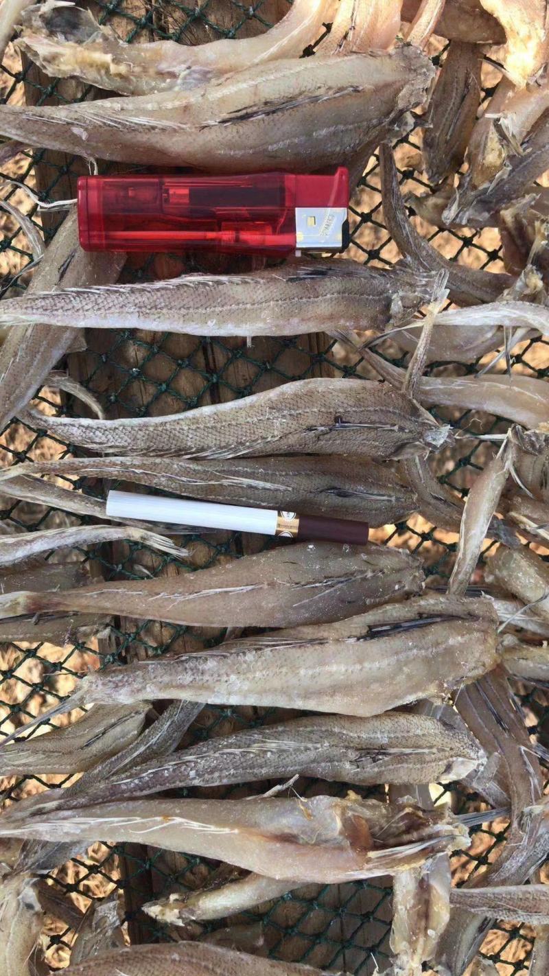 现货《沙丁鱼》，拿货13.5一斤