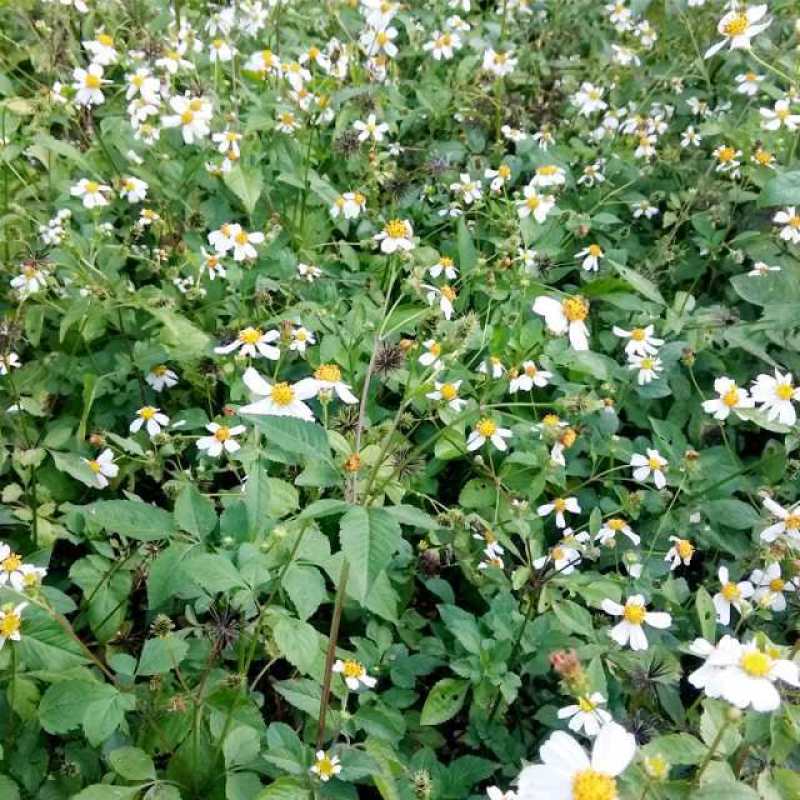 贵州野生鬼针草新鲜自采三叶鬼针草茶有叶有杆带籽干