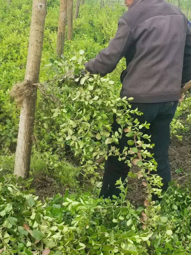 胶东卫矛枝条多耐寒耐旱冠大枝条多