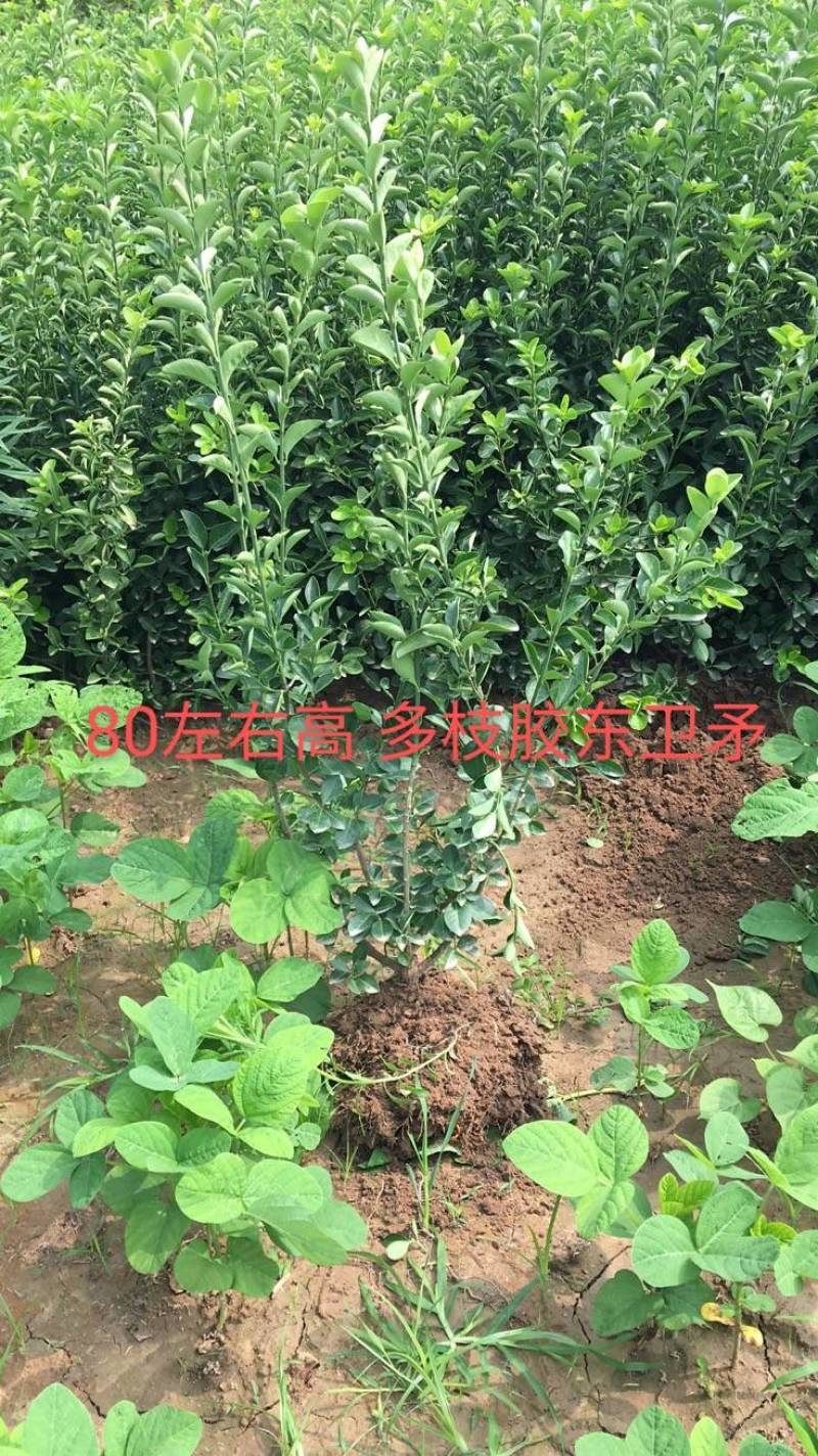 胶东卫矛枝条多耐寒耐旱冠大枝条多
