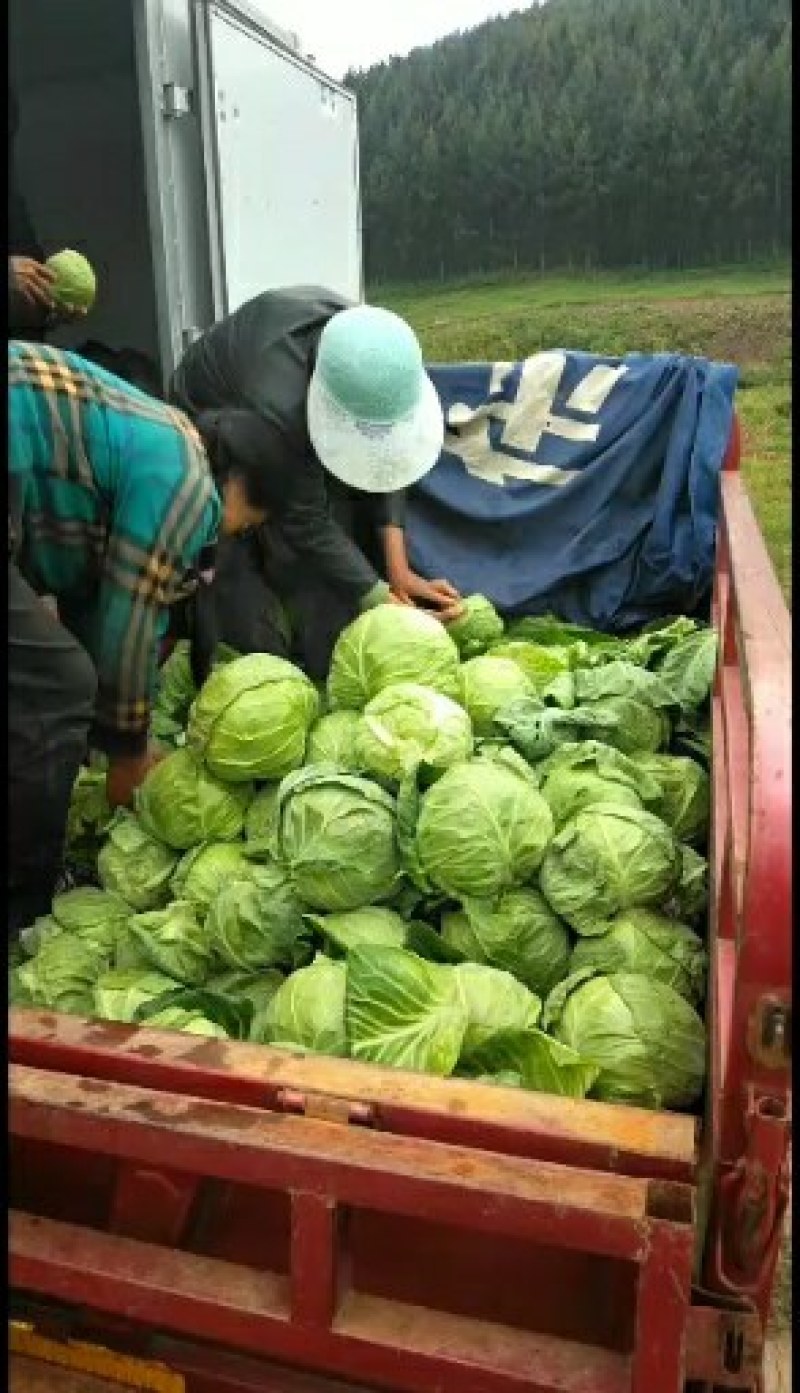 【蔚县甘蓝热卖】中甘，各种甘蓝品种齐全一手货源