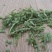 包邮实物拍摄贵州伸筋草包邮舒筋草野生中药材伸筋草茶