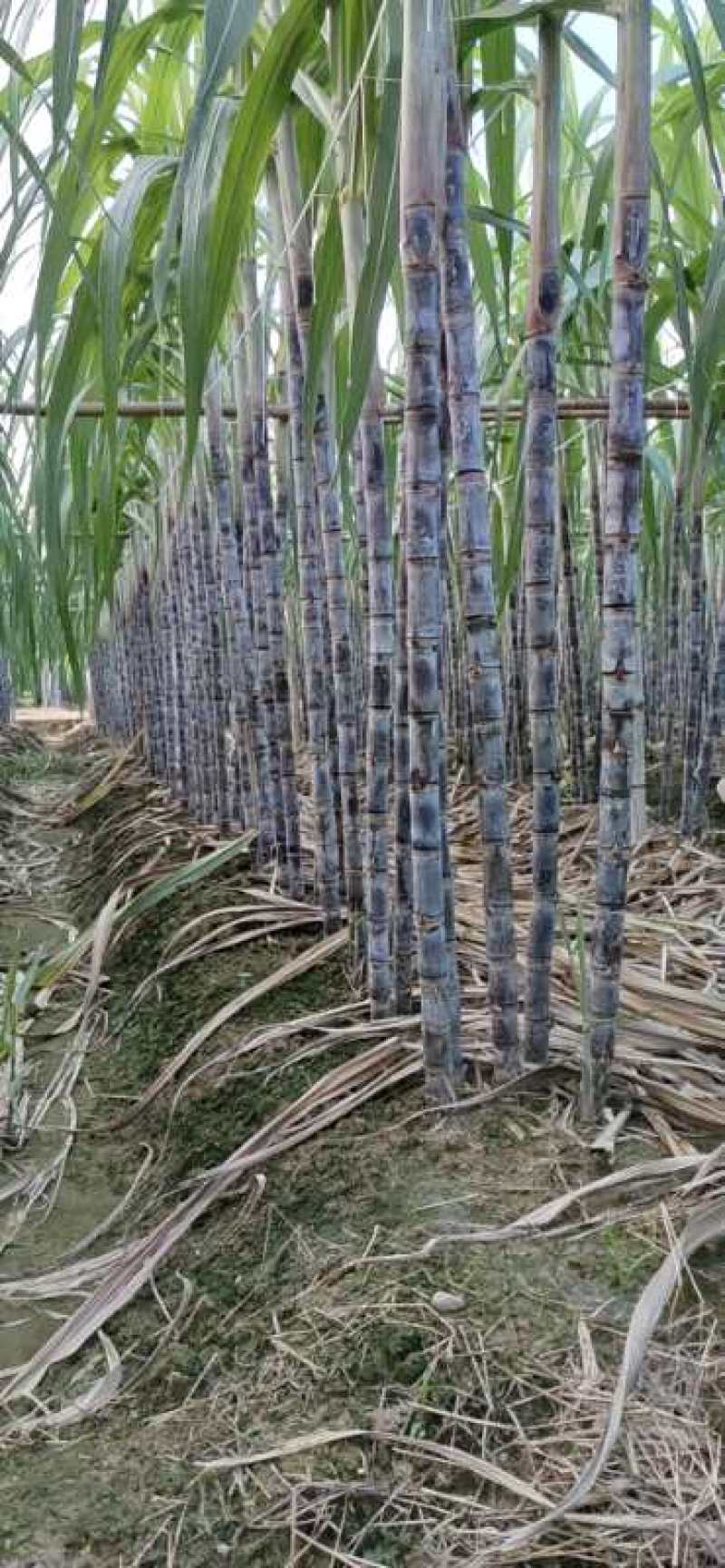 广东甘蔗国庆节大量上市，新老客户可以提前订购