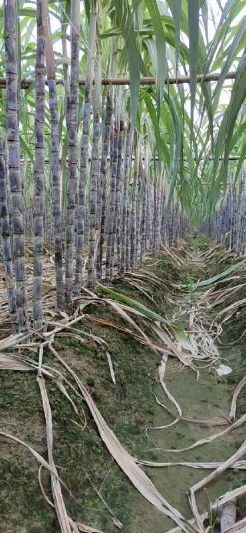 广东甘蔗国庆节大量上市，新老客户可以提前订购