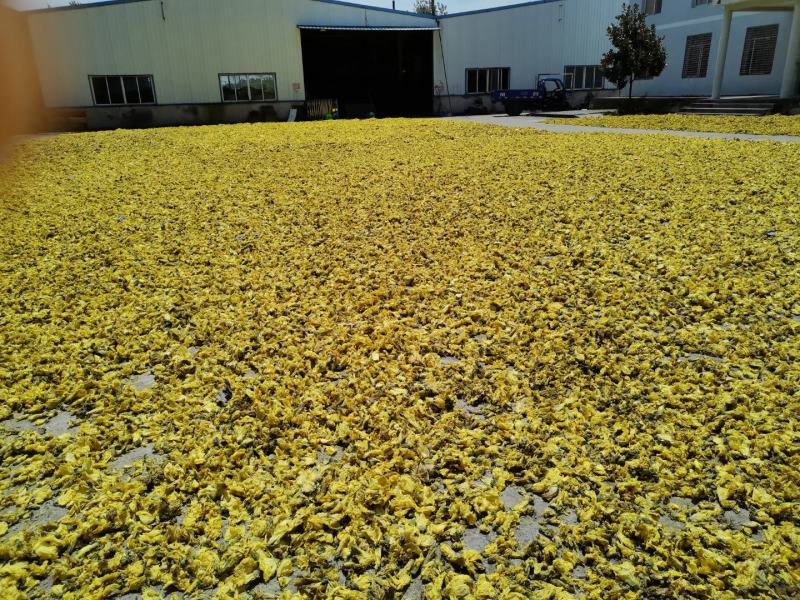 药材黄蜀葵花加工大量上市，新货漂亮