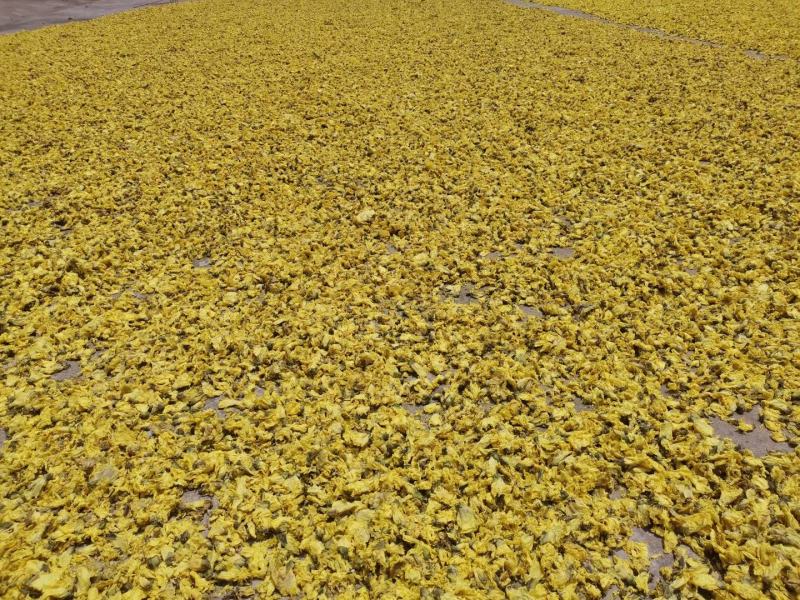 药材黄蜀葵花加工大量上市，新货漂亮