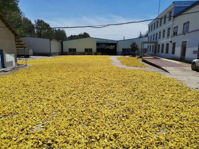 药材黄蜀葵花加工大量上市，新货漂亮