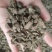 牛膝～川牛膝～新货～涨价中~1公斤起售～
