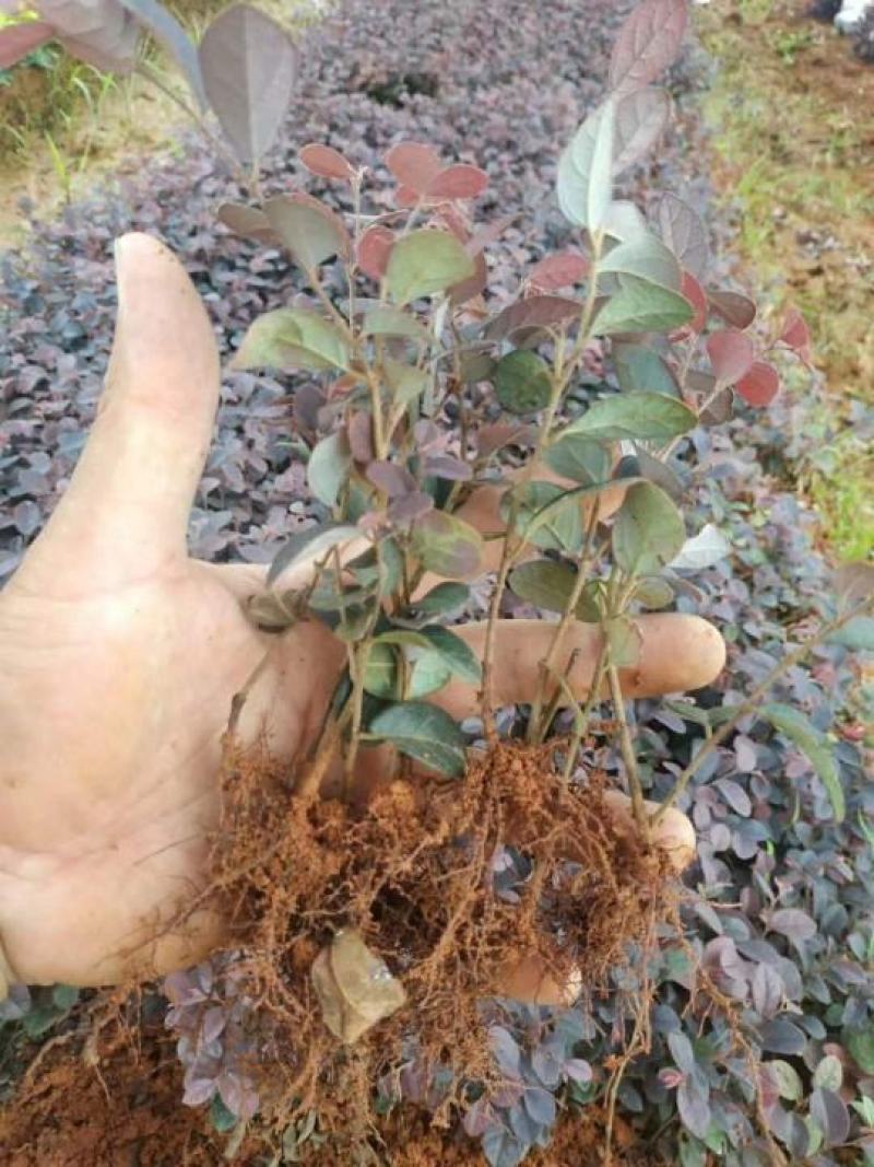 大量供应红花继木小苗
