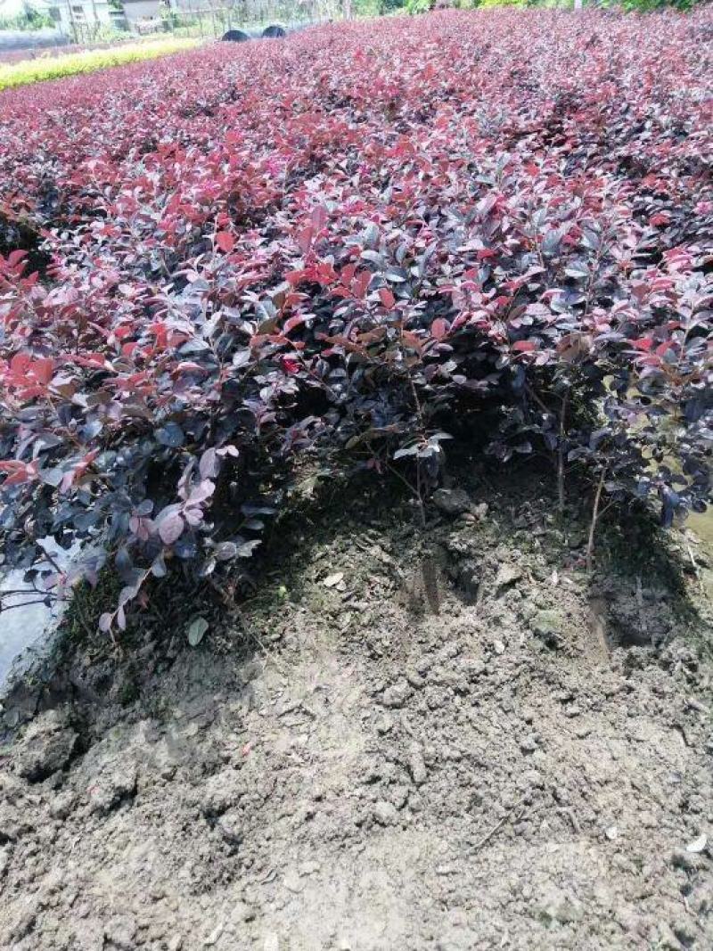 大量供应红花继木小苗