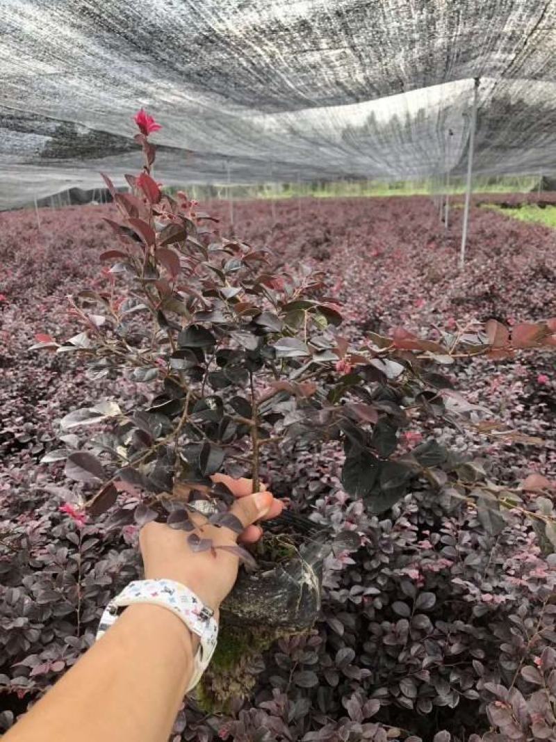 大量供应红花继木小苗