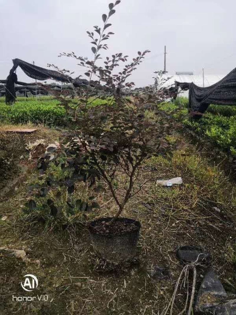 大量供应红花继木小苗