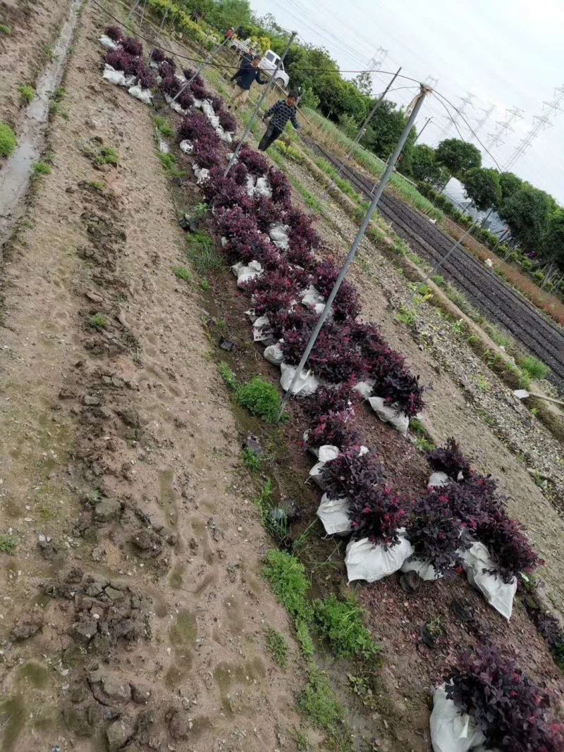 大量供应红花继木小苗