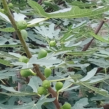 无花果种苗带果发货保证质量