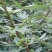 无花果种苗带果发货保证质量